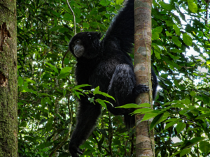 Sumatran Orangutans and Wildlife in Sumatra