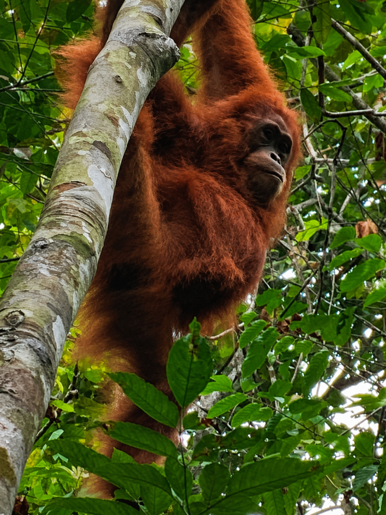 Best Orangutan Trekking in Sumatra and Indonesia