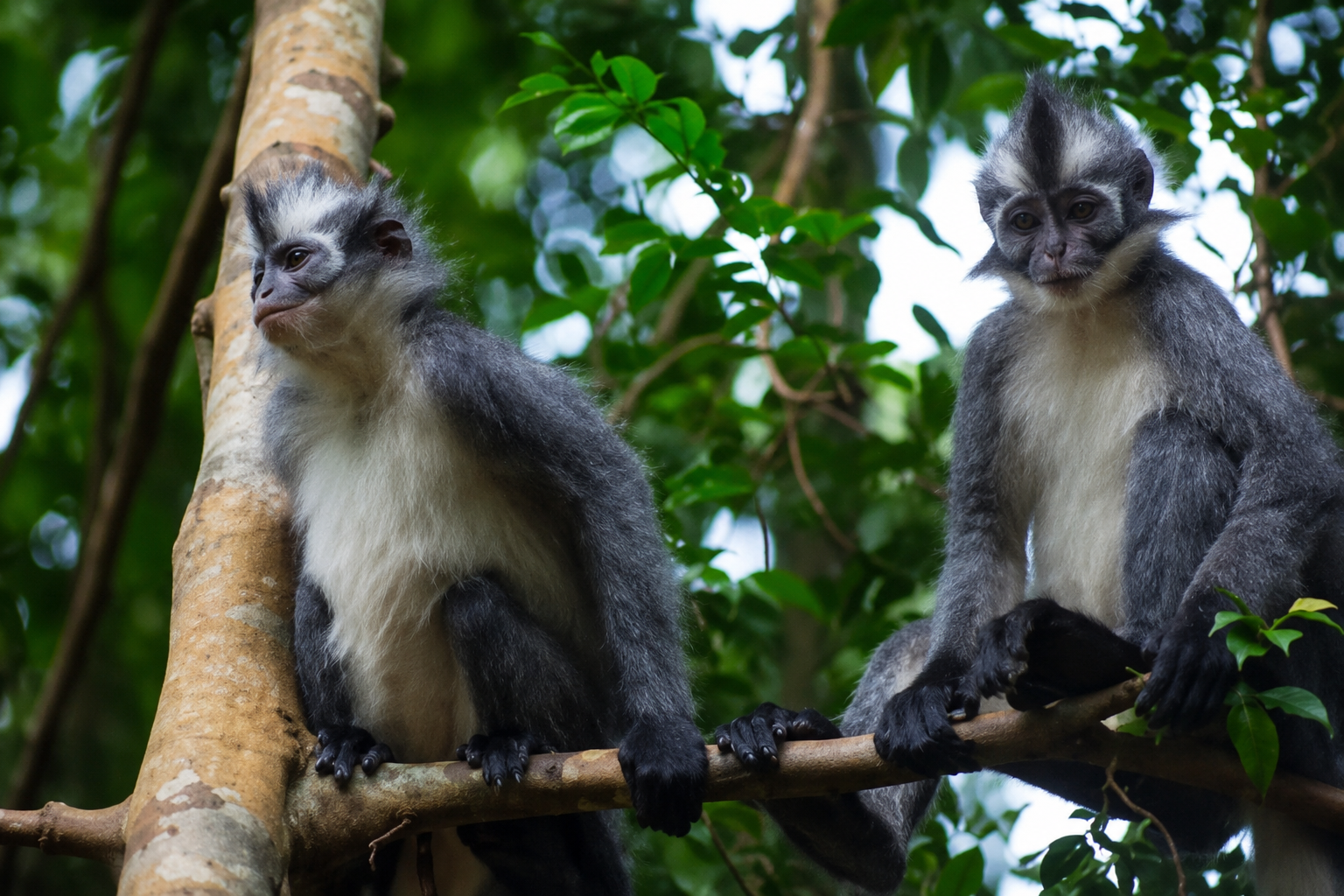 Thomas’s leaf monkey in the Gunung Leuser rainforest