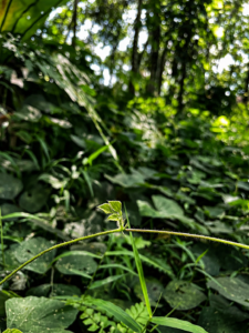 Sumatra Tropical Rainforest Tour: Indonesia’s Best Park