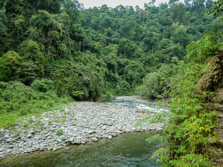 Gunung Leuser National Park Trekking Guide