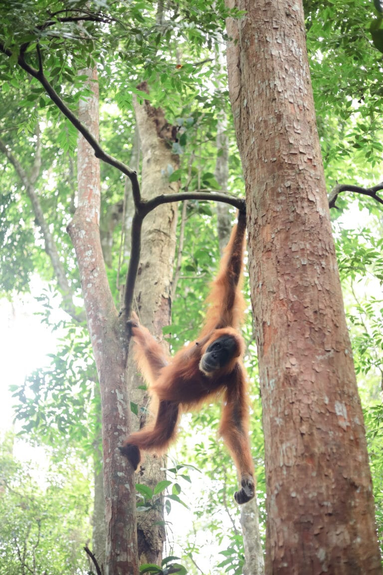 Orangutan Tour Sumatra for Every Kind of Traveler