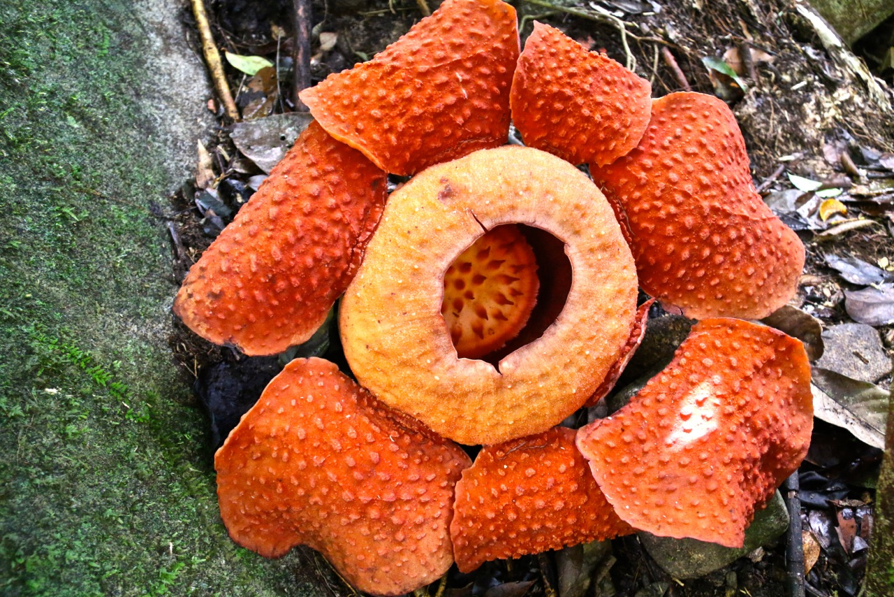 Rafflesia flower tour near Bukit Lawang, North Sumatra