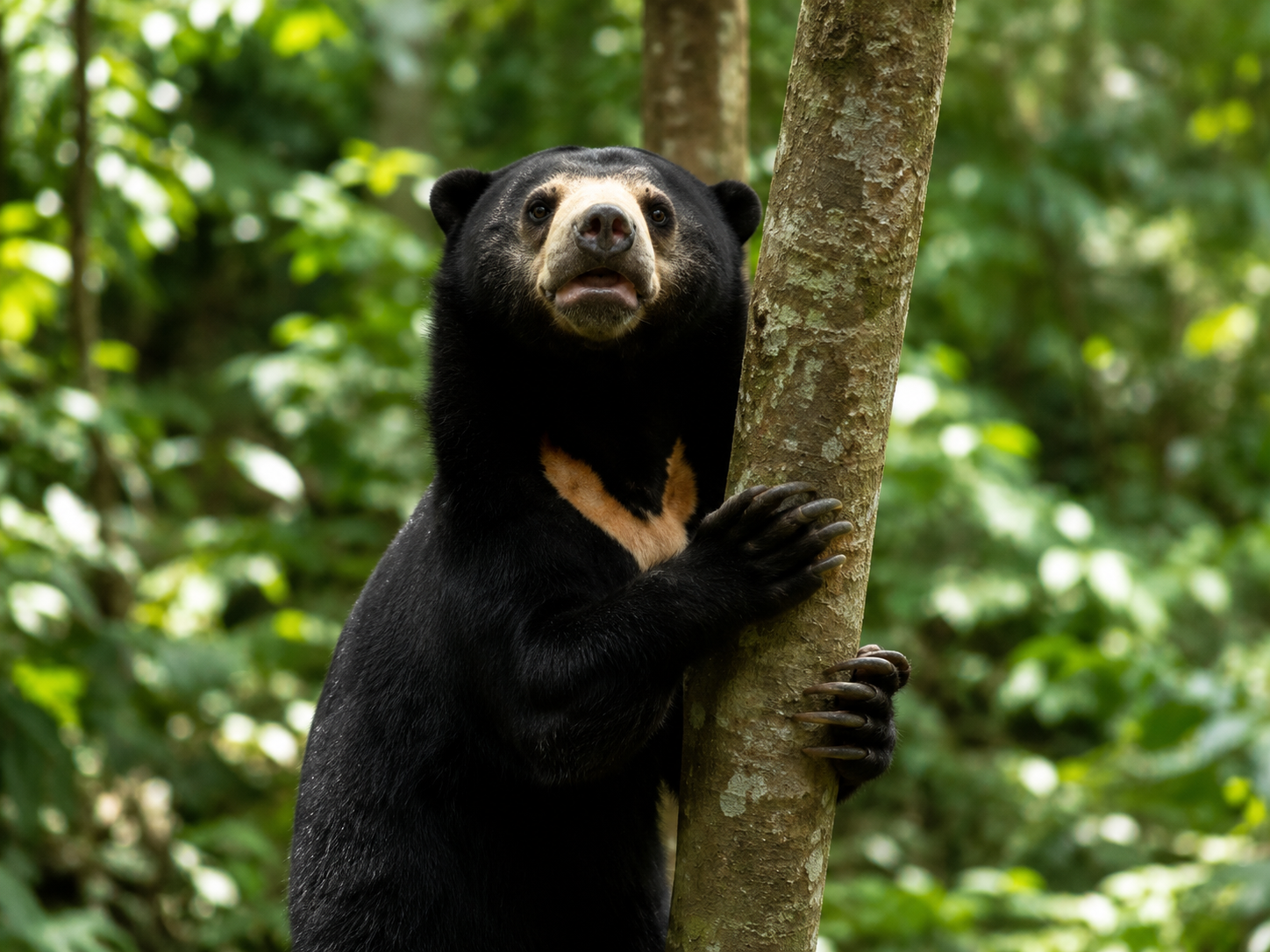Sumatran sun bear