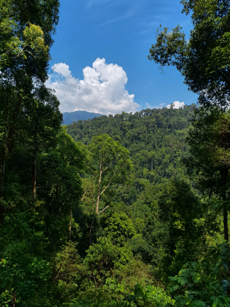 Bukit Lawang North Sumatra Indonesia Travel Guide