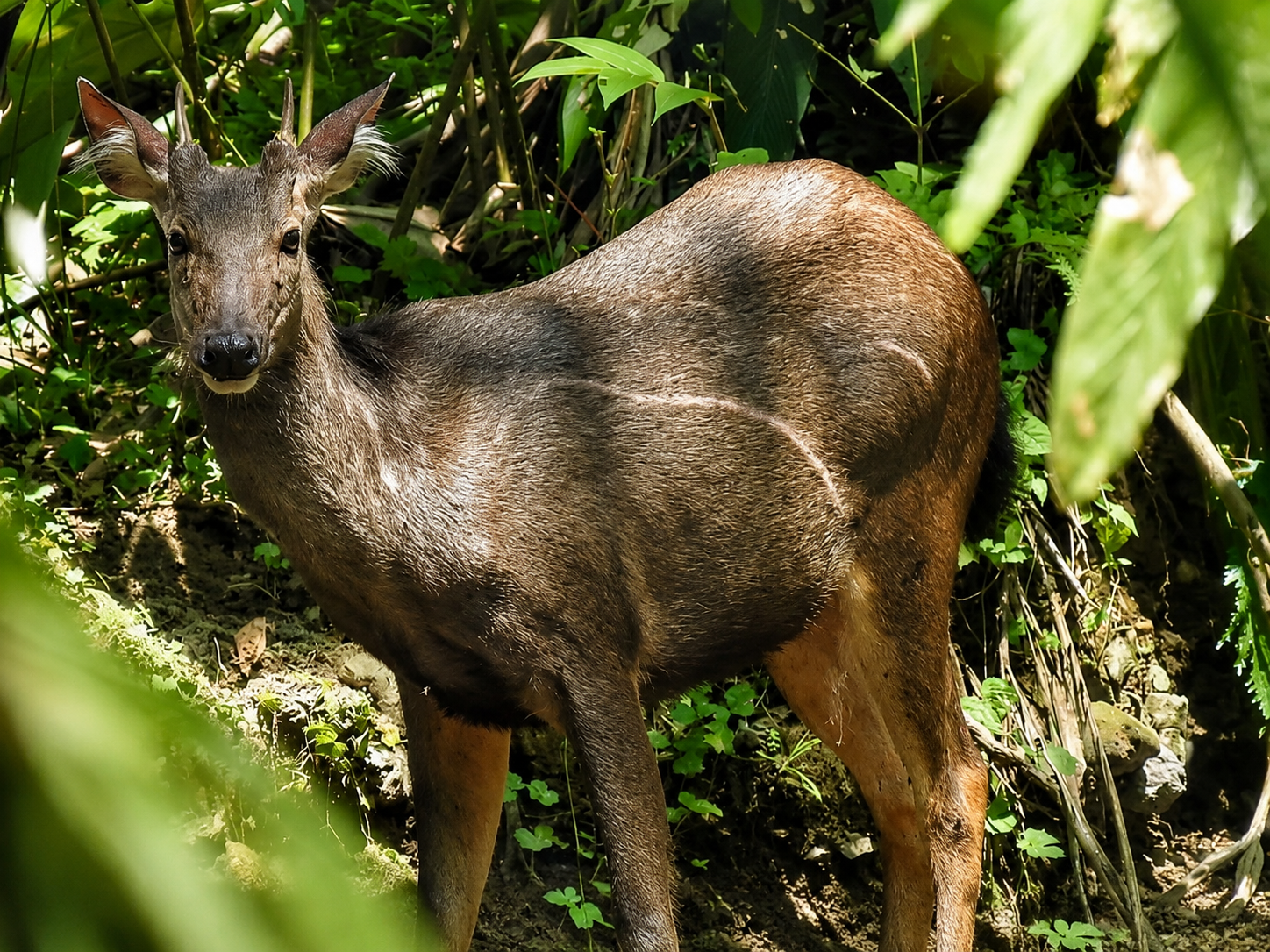 Wild deer encountered in the tropical forest