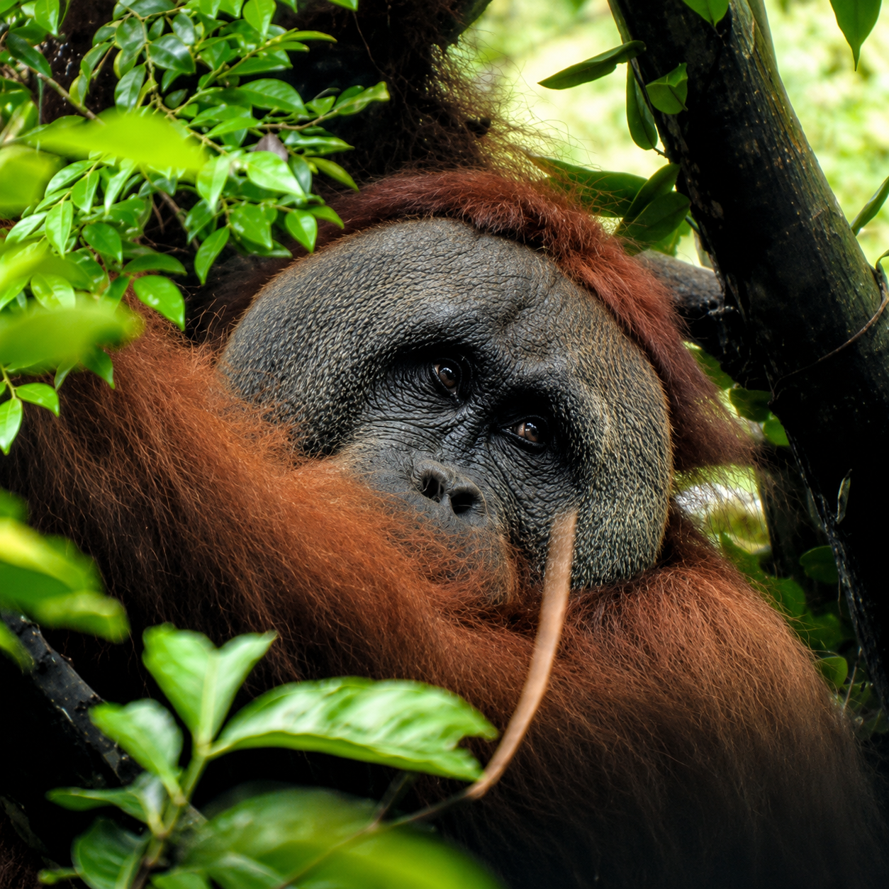 Orangutans and jungle trekking in Gunung Leuser