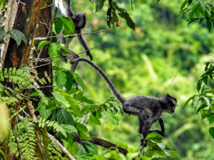 Bukit Lawang Orangutan Trekking Price Guide