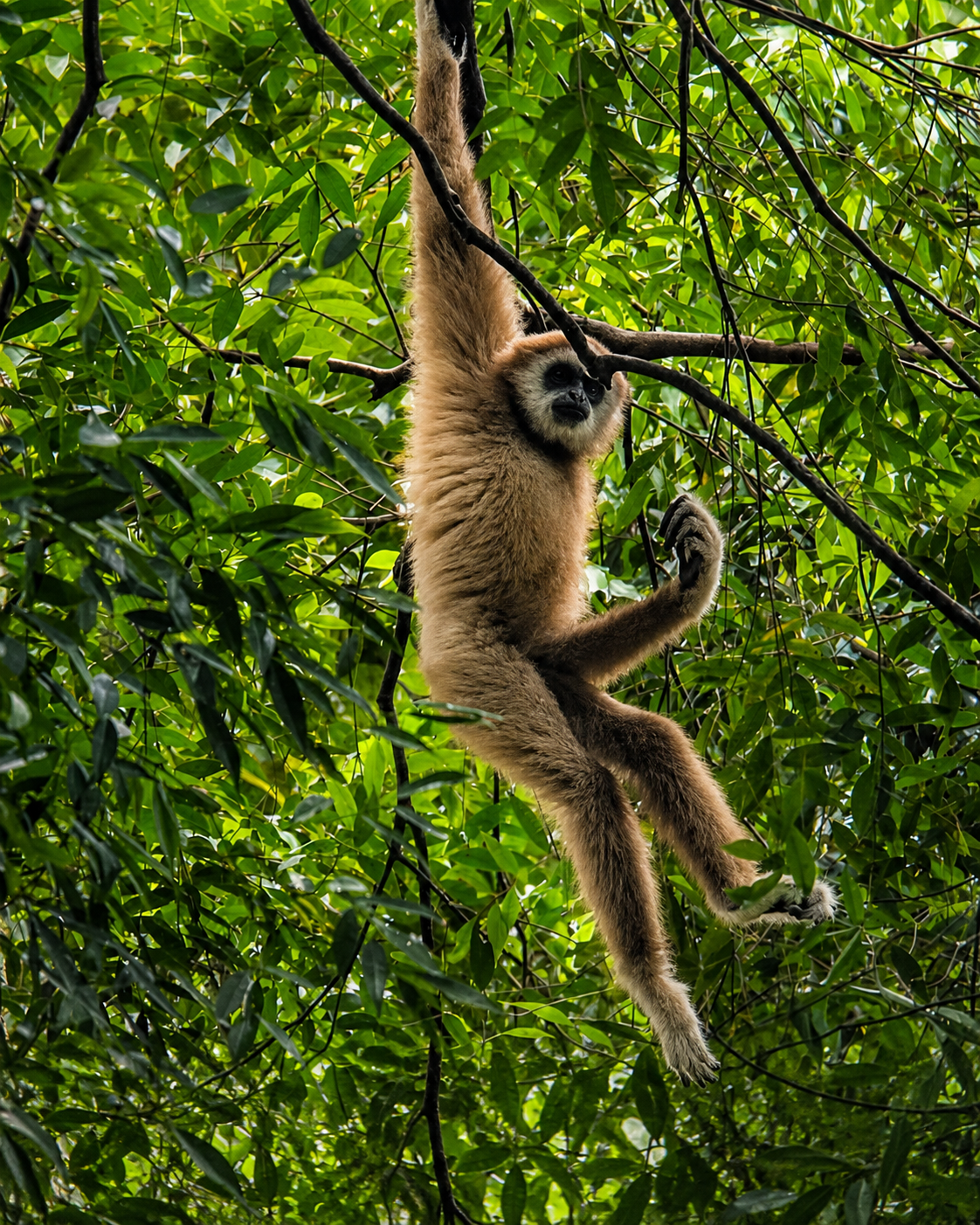 White-handed gibbon moving through the rainforest canopy in Bukit Lawang