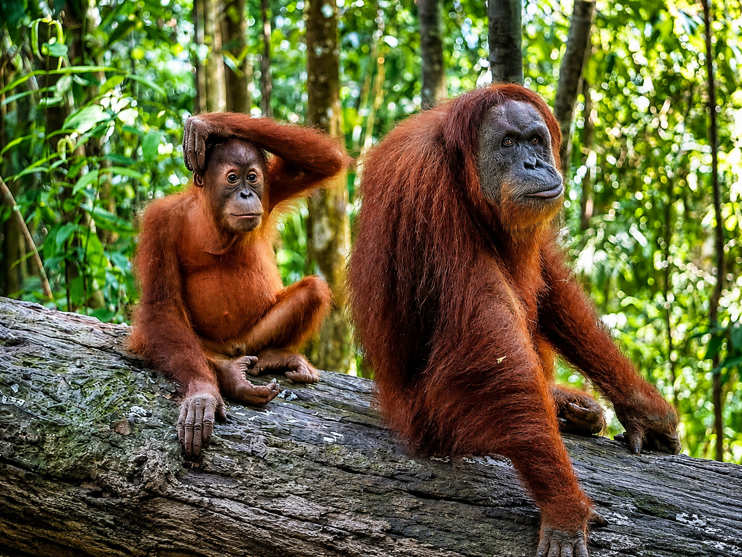 Sumatran orangutans resting on a fallen tree in the Bukit Lawang rainforest