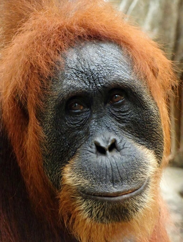 Planning Your First Trip to Bukit Lawang