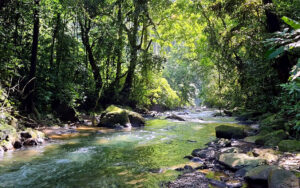 Best Orangutan Trekking in Sumatra and Indonesia