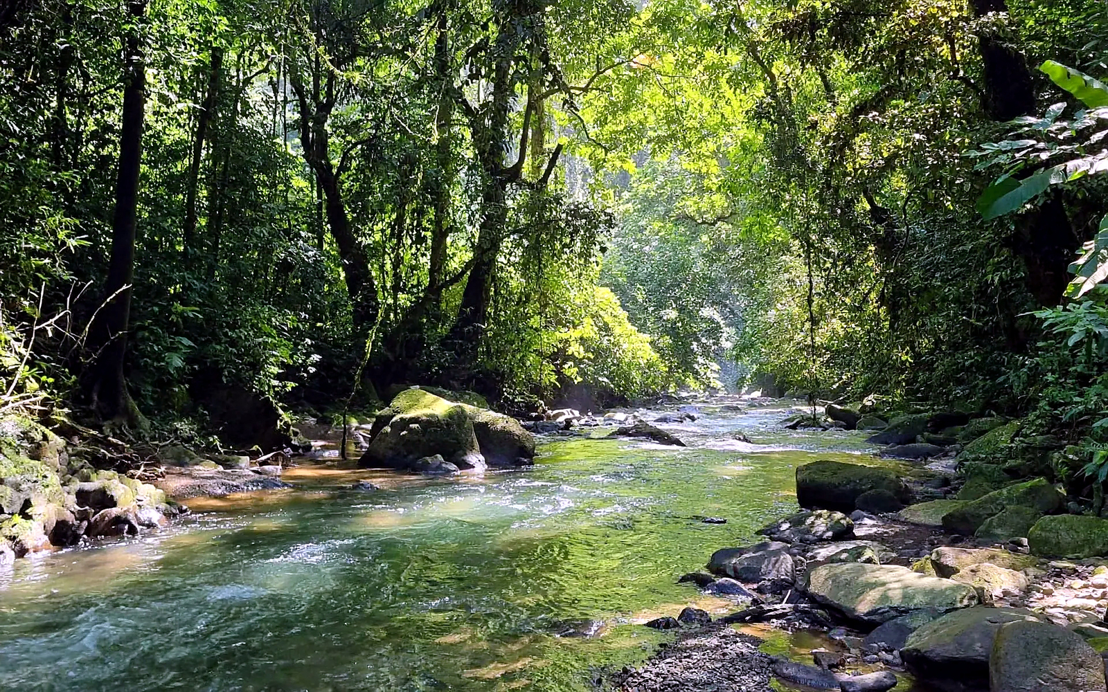Gunung Leuser rainforest in Sumatra
