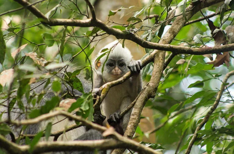 Bukit Lawang Travel FAQ for Orangutan Trekking