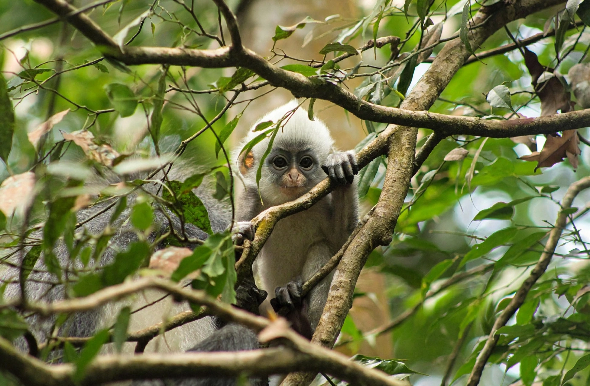 Bukit Lawang Travel FAQ for Orangutan Trekking