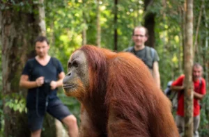 2 Days 1 Night Jungle Trekking Tour at Leuser National Park