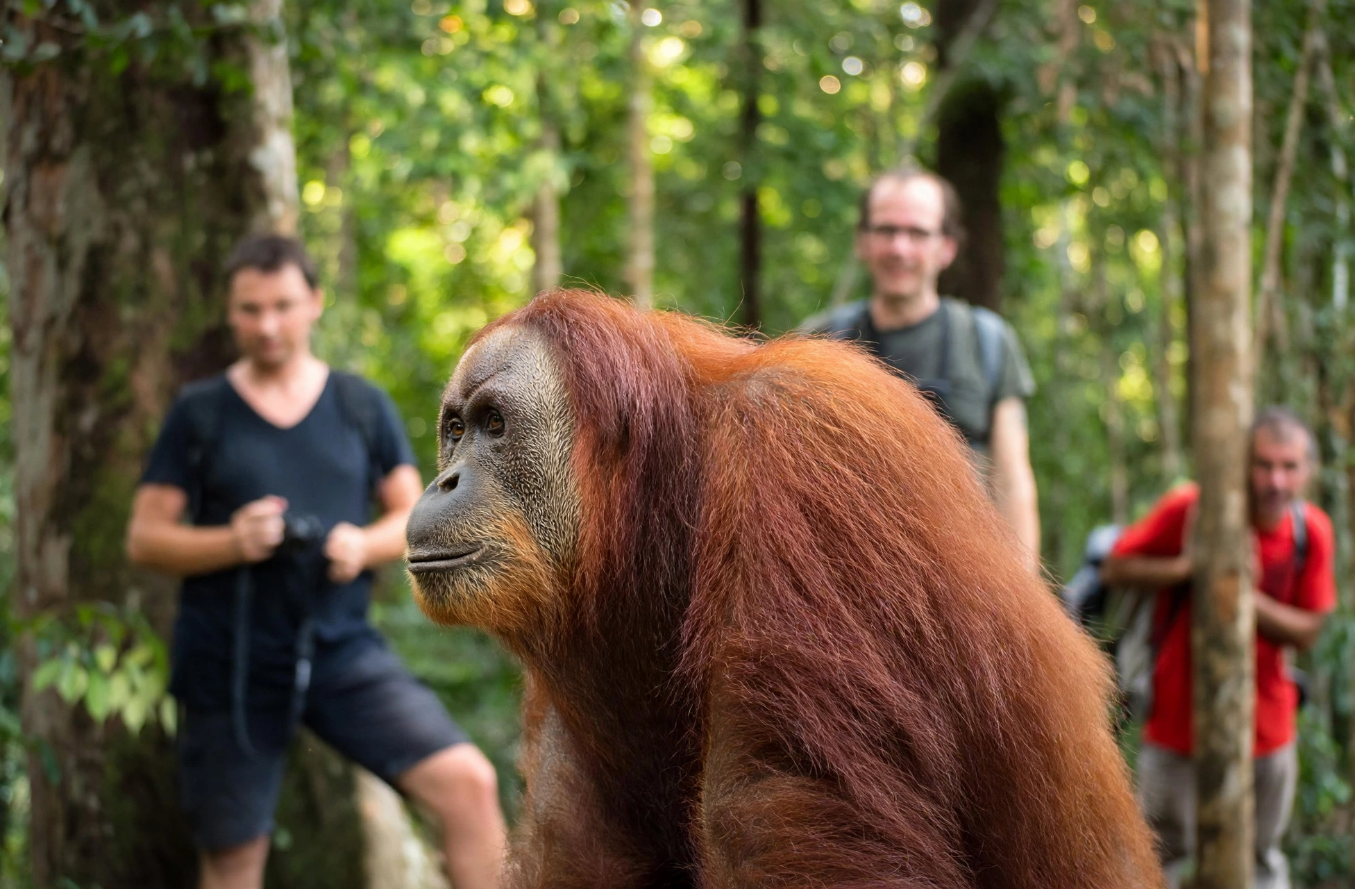 2 Days 1 Night Jungle Trekking Tour at Leuser National Park