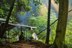 Jungle Camp Reviews That Help You Choose Well