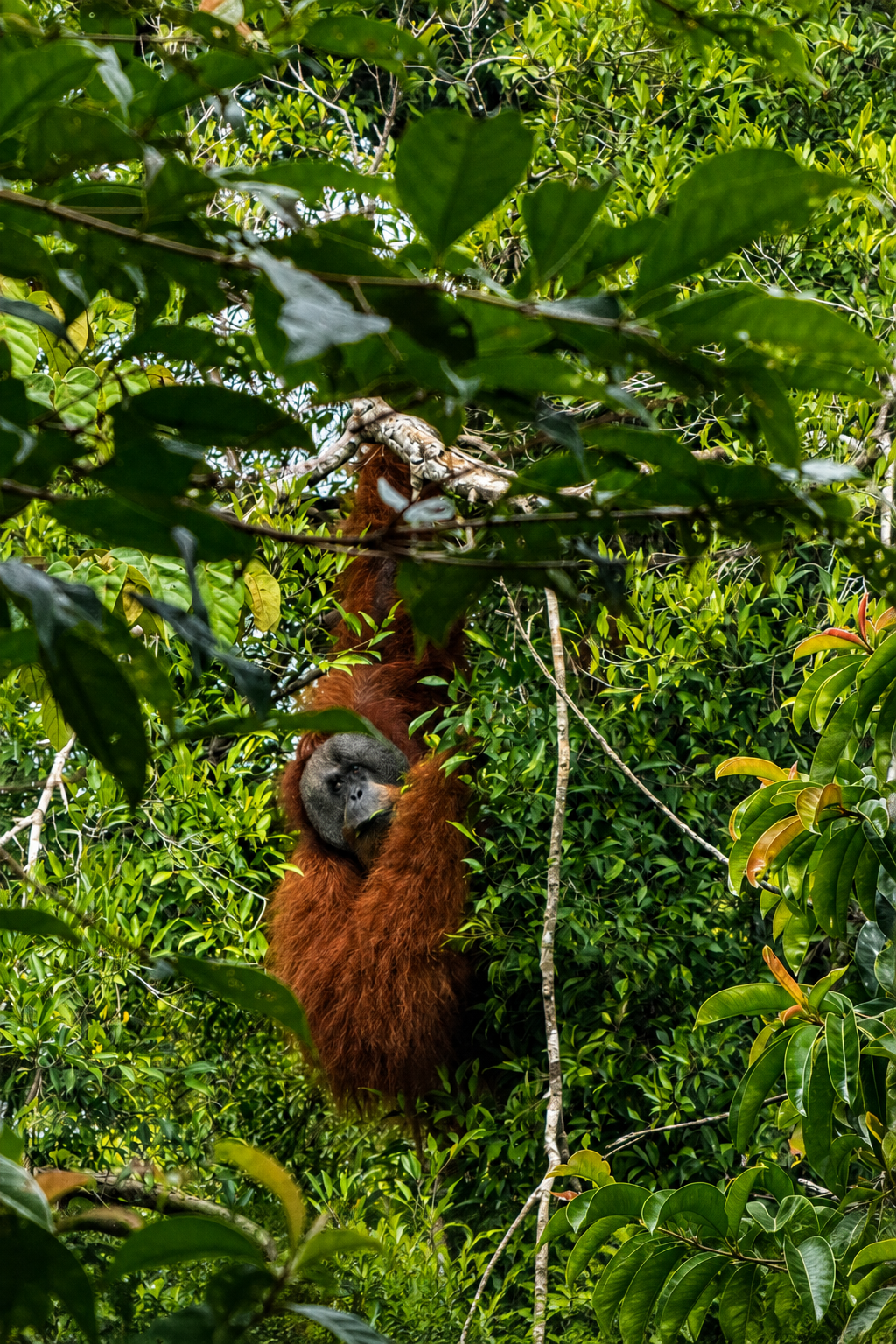 Overnight orangutan trekking experience in Gunung Leuser National Park
