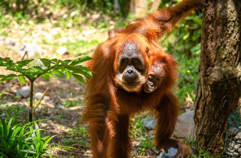 female Sumatra Orang Utan With Baby
