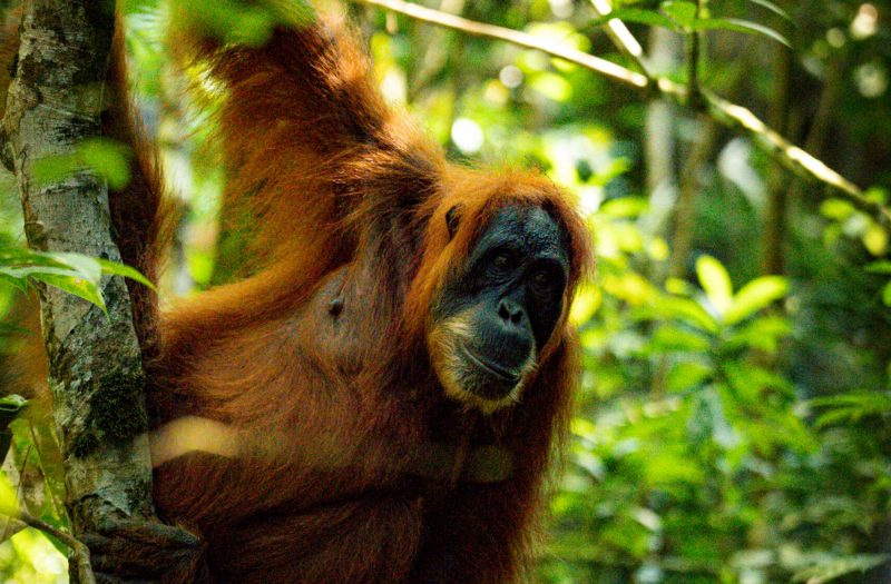 2 days overnight Orang Utan Trek